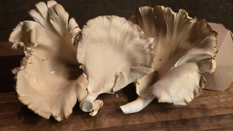 A cluster of pale oyster mushrooms