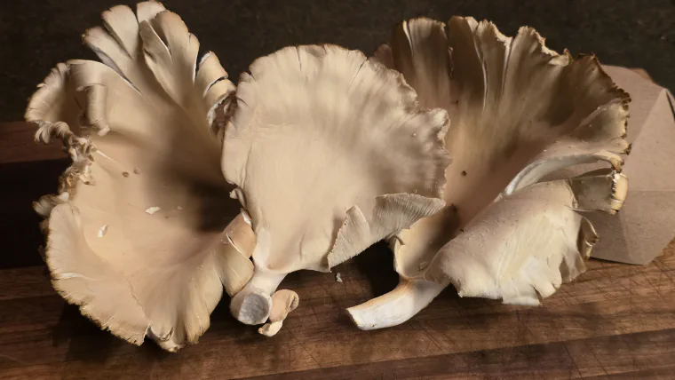 A cluster of pale oyster mushrooms